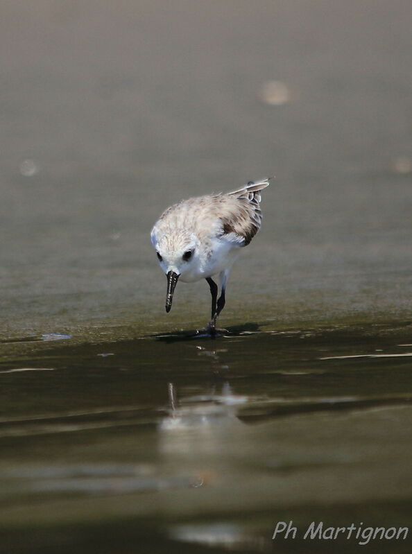 Sanderling, identification