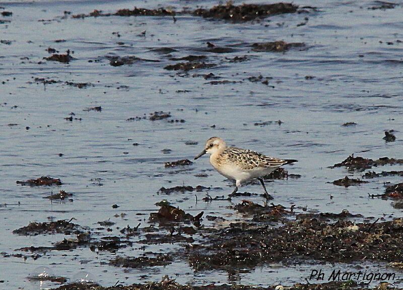 Bécasseau sanderling, identification