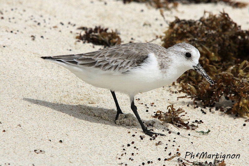 Bécasseau sanderling, identification