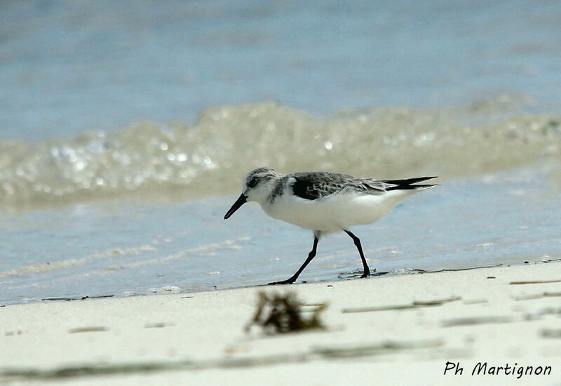 Sanderling, identification