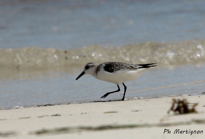 Sanderling, identification