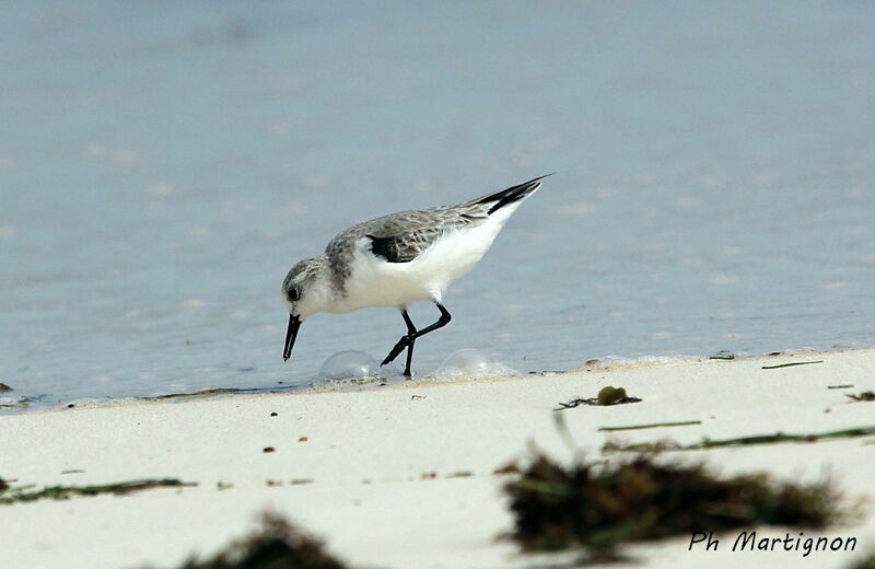 Sanderling, identification