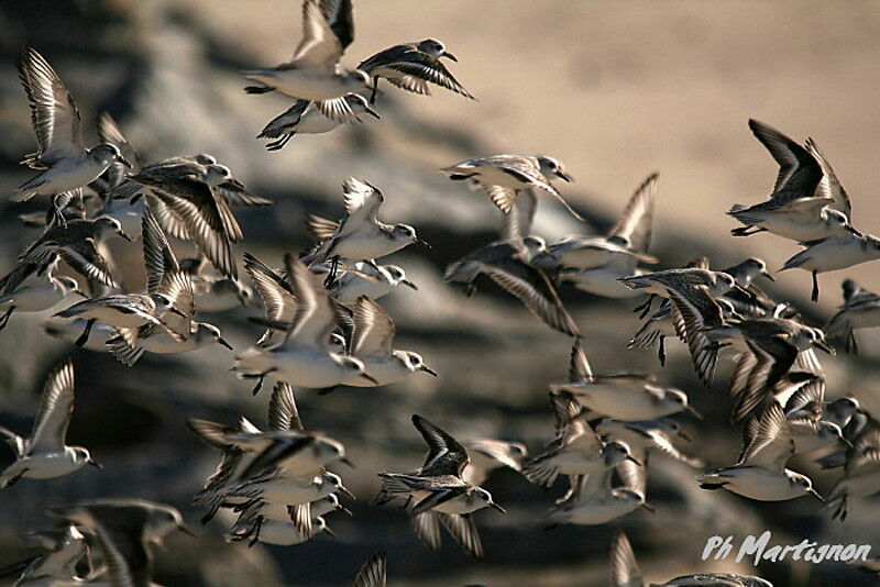 Sanderling, Flight