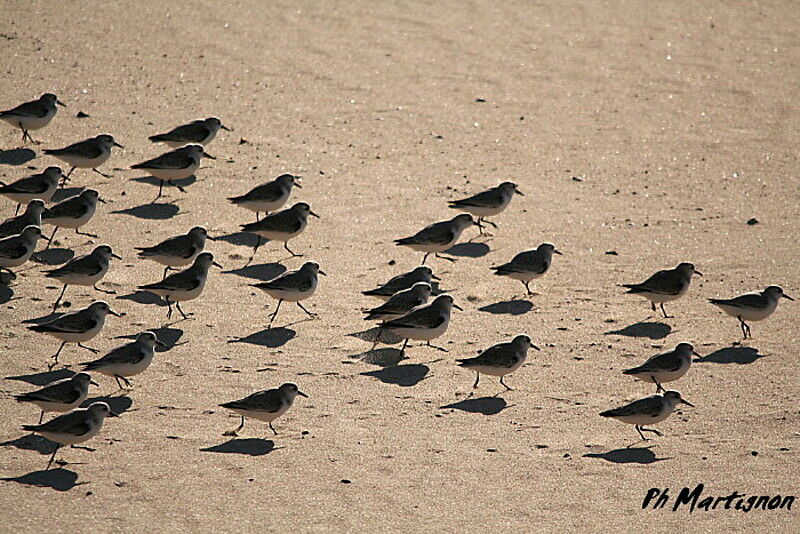 Bécasseau sanderling