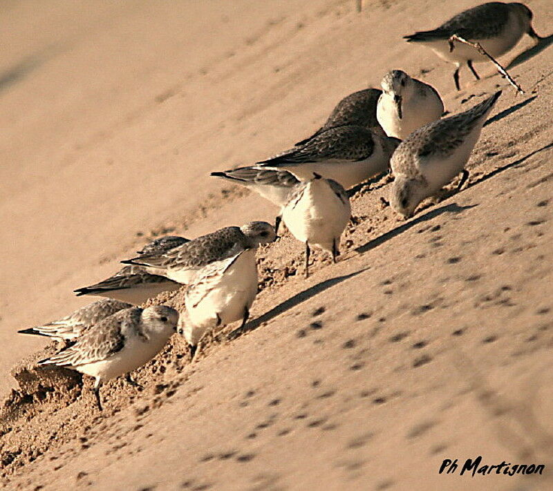 Bécasseau sanderling