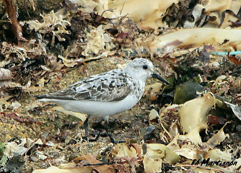 Bécasseau sanderling