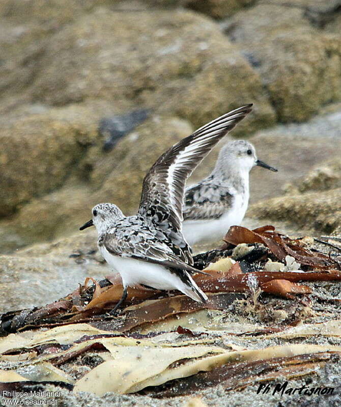 Sanderling, Behaviour