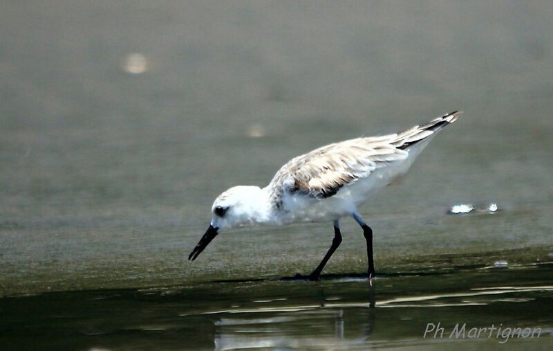 Bécasseau sanderling, identification