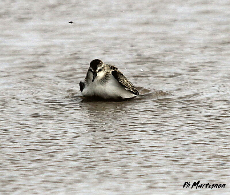 Semipalmated Sandpiper