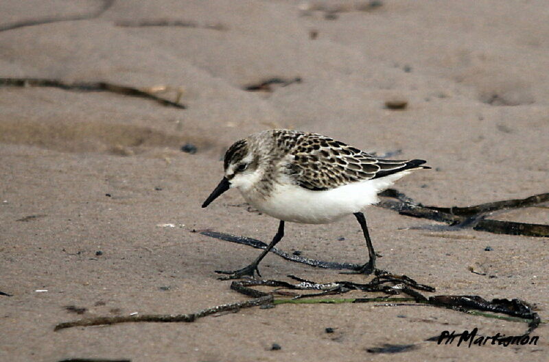 Semipalmated Sandpiper