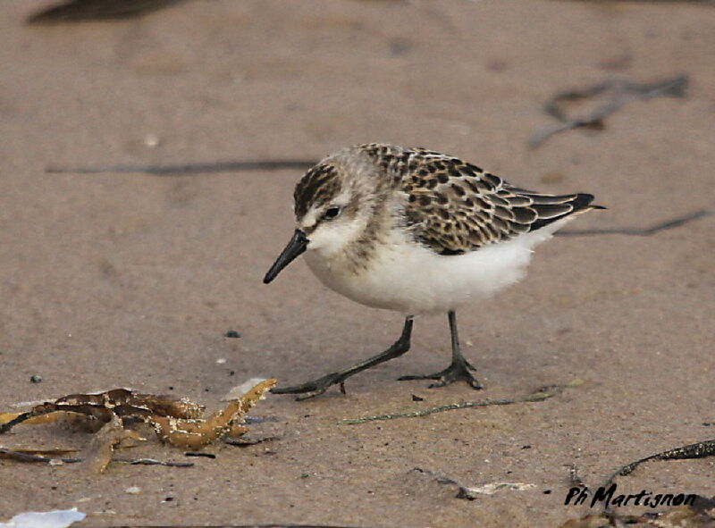 Semipalmated Sandpiper