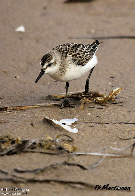 Semipalmated Sandpiperadult breeding, pigmentation, fishing/hunting