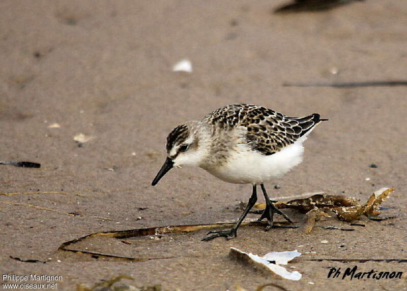 Semipalmated Sandpiper, Behaviour