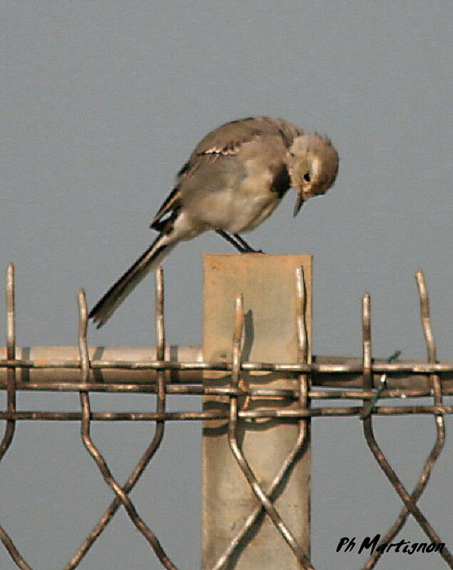 White Wagtail, identification