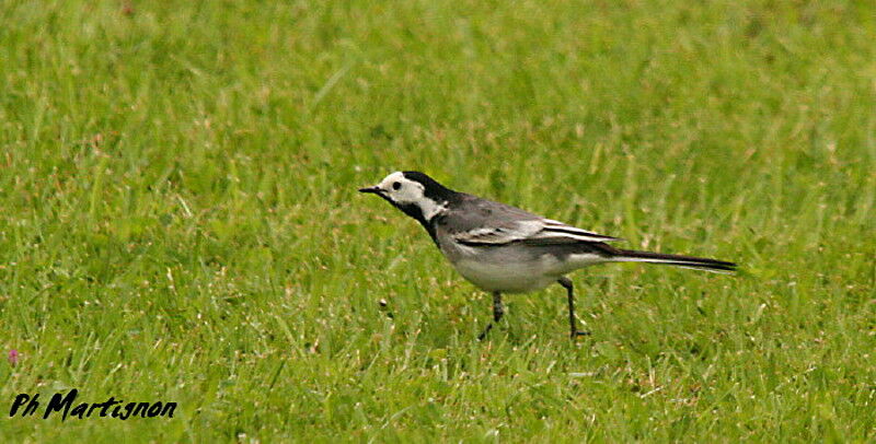 White Wagtail