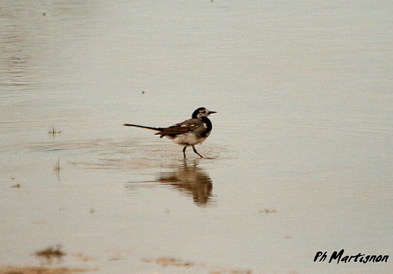 White Wagtail