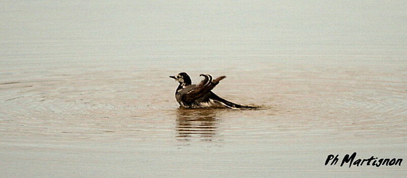 White Wagtail