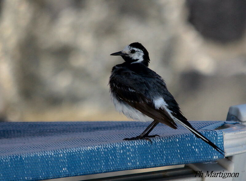 White Wagtail, identification