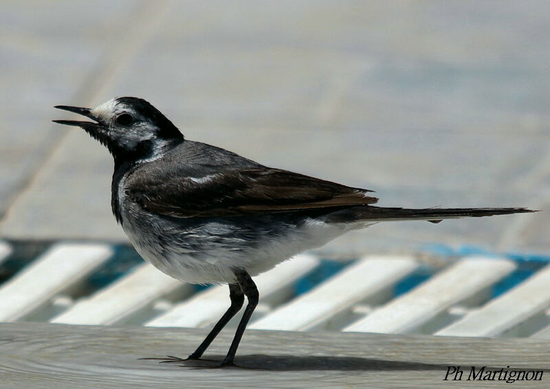 White Wagtail, identification