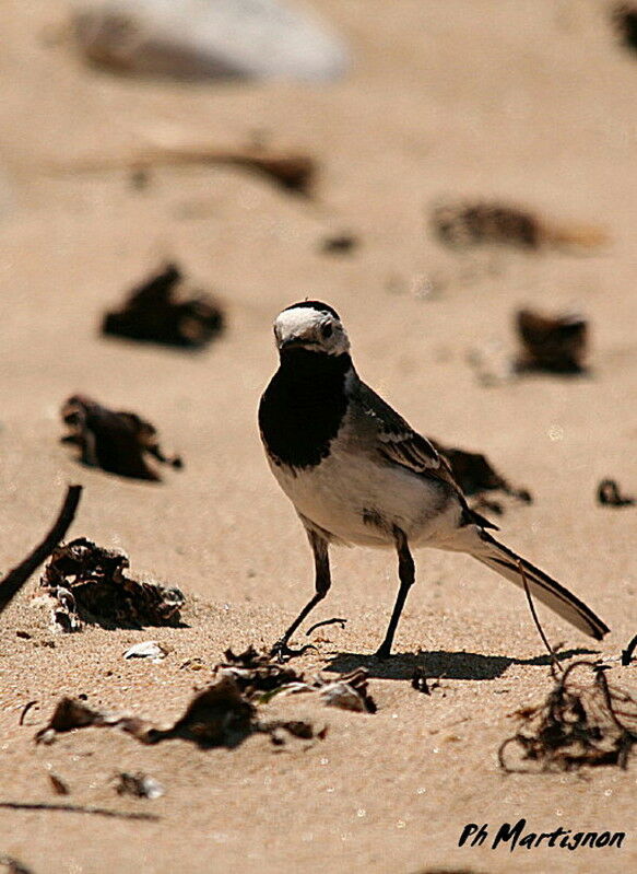 Bergeronnette grise, identification