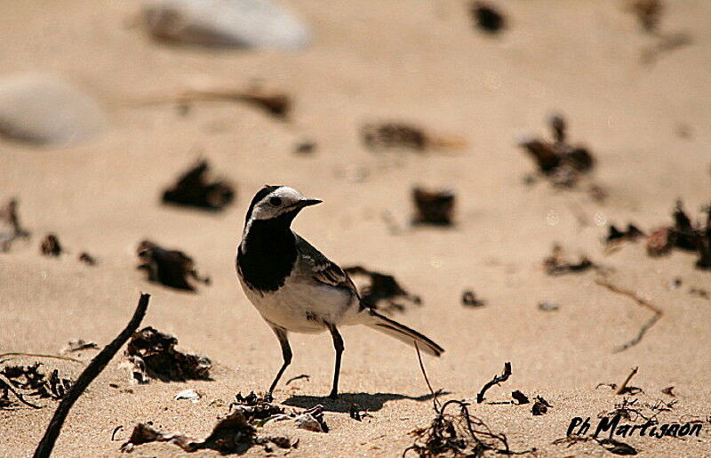 White Wagtail, identification