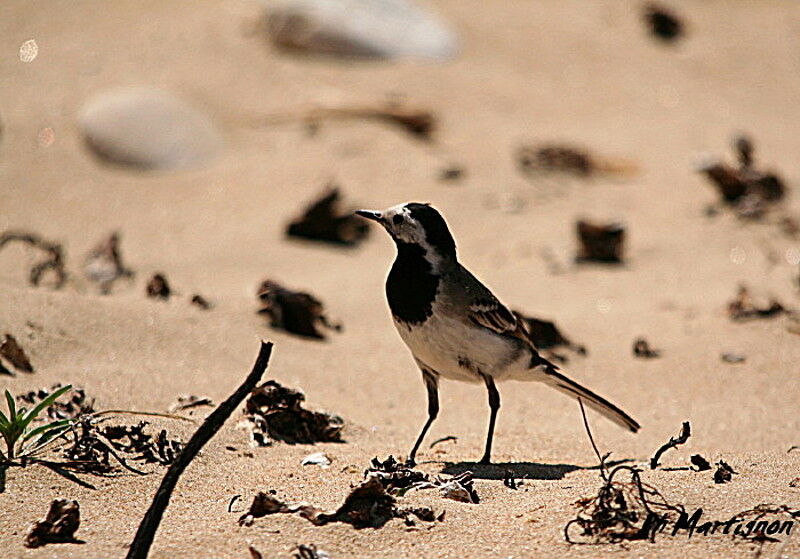 White Wagtail, identification