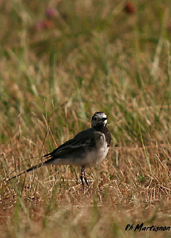 White Wagtail, identification