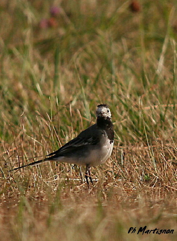 White Wagtail, identification