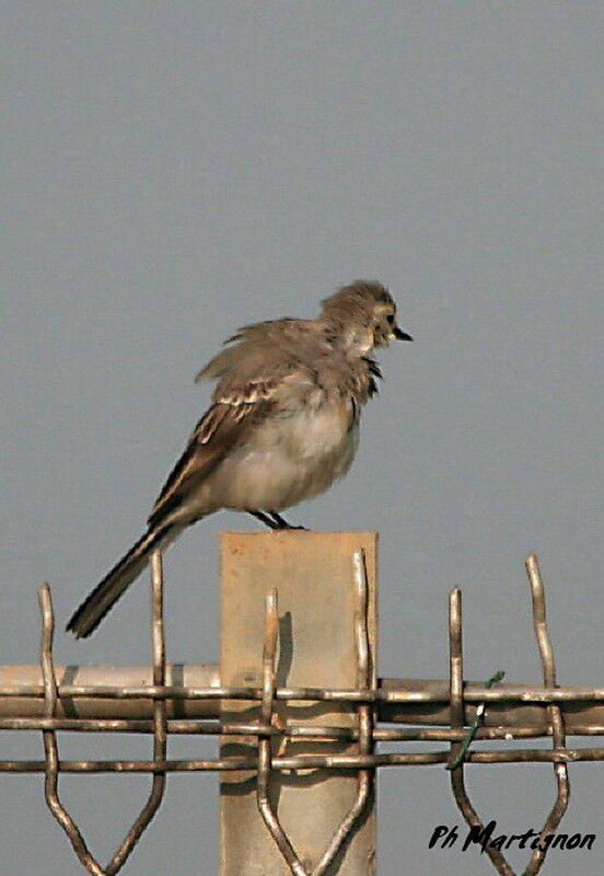 White Wagtail, identification