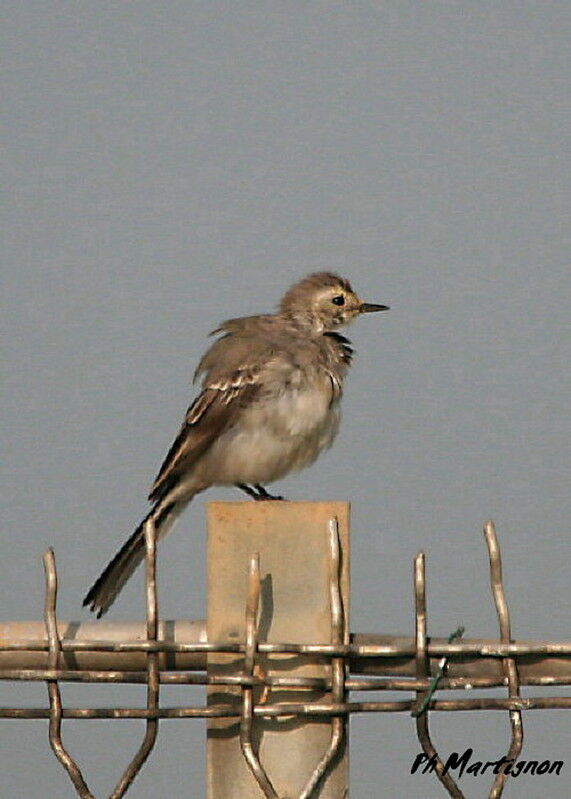 White Wagtail, identification