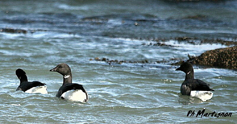 Brant Goose