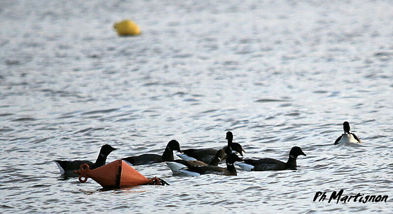 Brant Goose