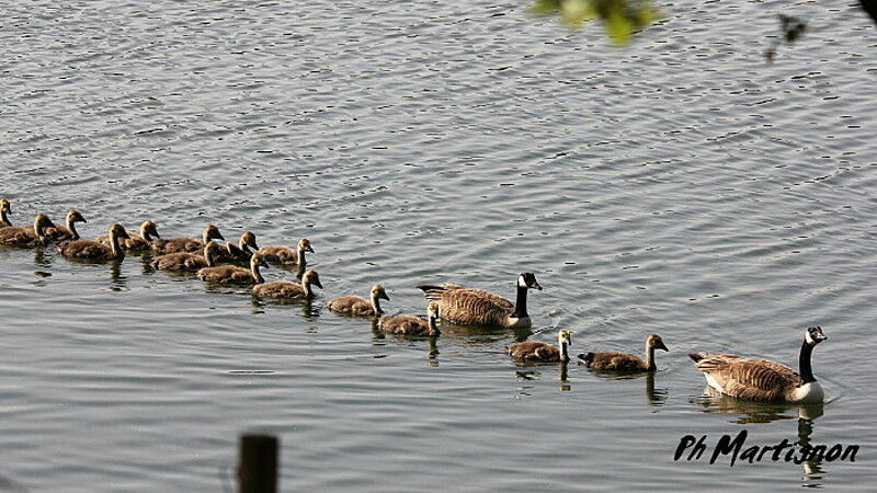 Canada Goose