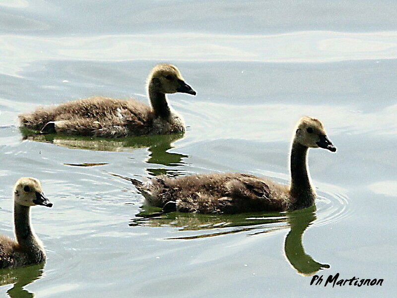 Canada Goose