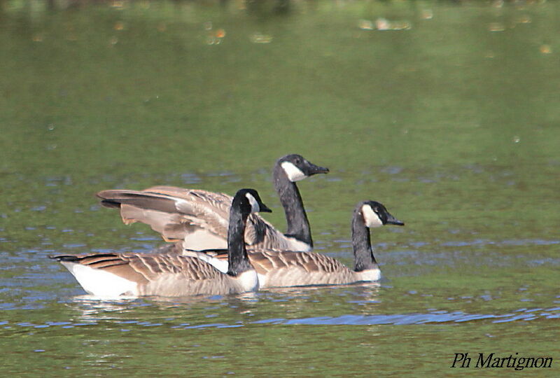 Canada Goose