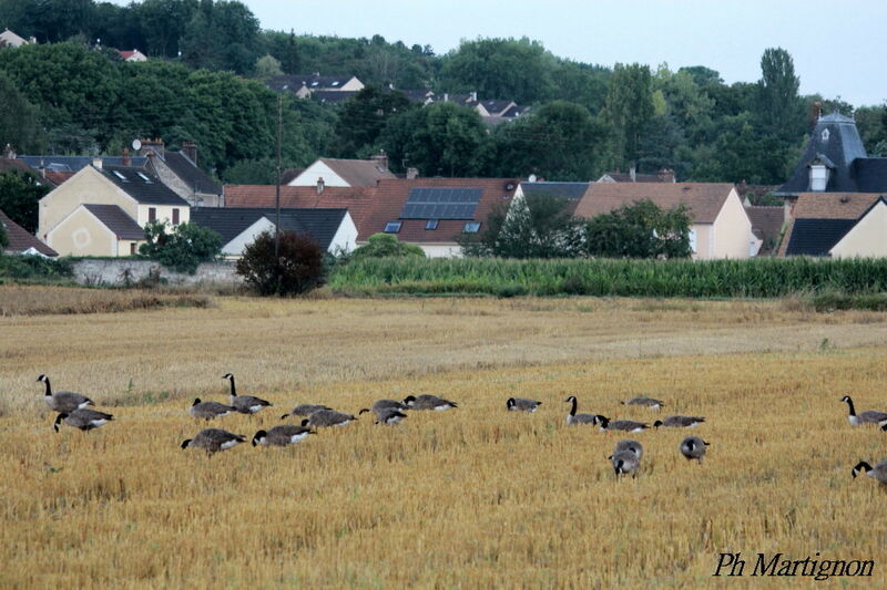 Canada Goose, eats