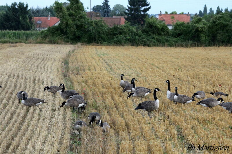 Canada Goose, eats