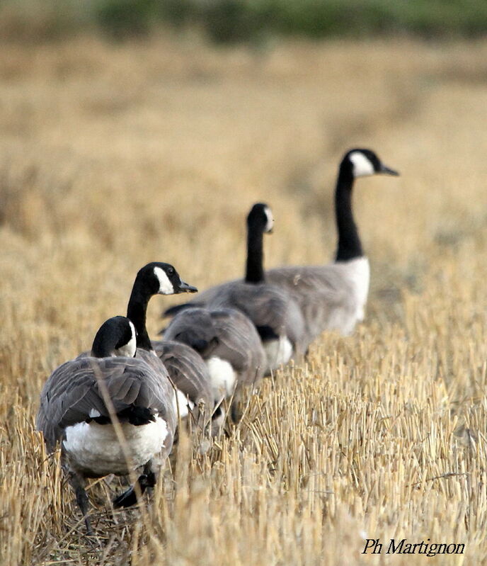 Canada Goose, walking