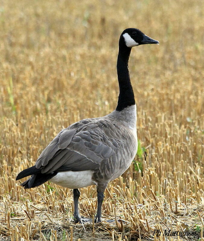 Canada Goose, identification