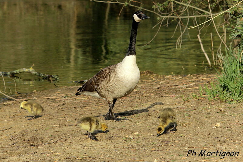 Canada Goose