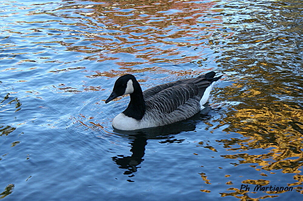 Bernache du Canada, identification