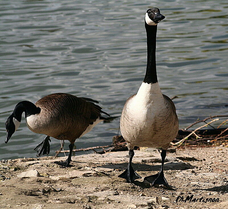 Canada Goose