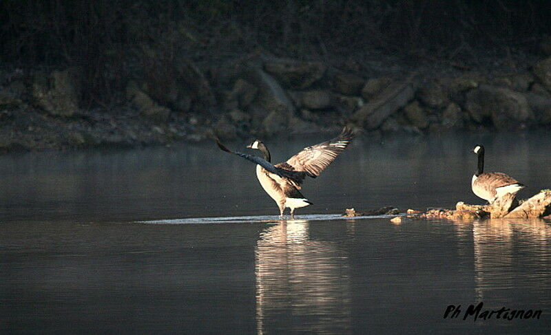 Canada Goose, identification, Behaviour