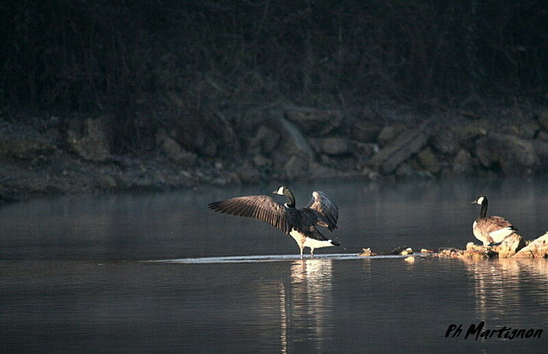 Canada Goose, identification, Behaviour