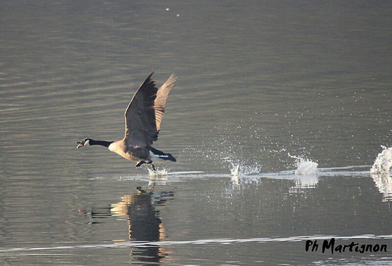 Canada Goose