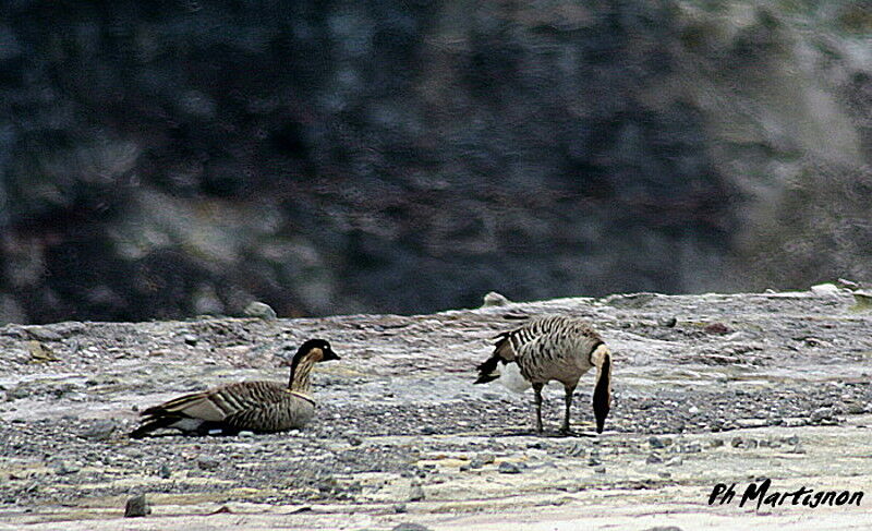 Nene, identification