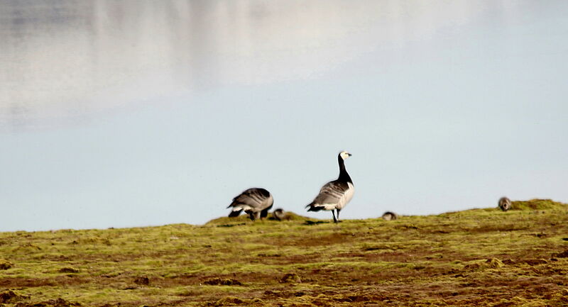 Barnacle Goose, identification