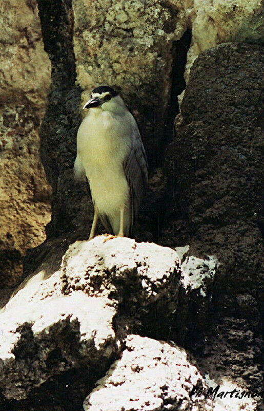 Bihoreau gris, identification