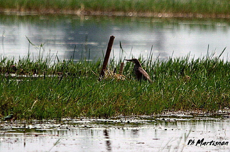 Black Bittern, identification