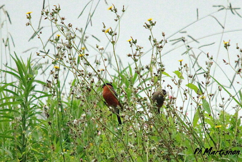 Eurasian Bullfinch 